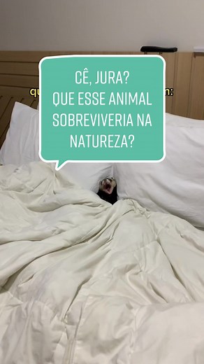 Cê Jura? O Furão na Natureza