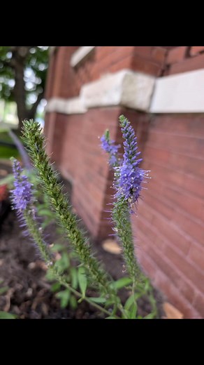 Julia Rust Woods on Reels