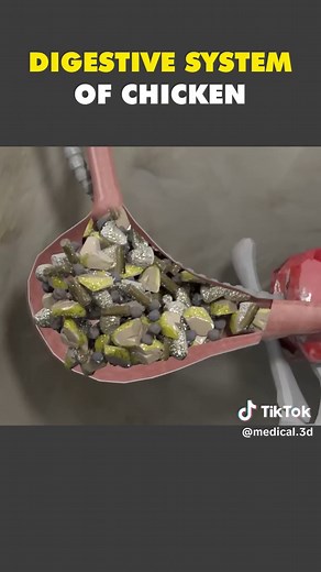 Digestive System Of Chicken 3D Animation #digestivesystem #chickendigestivesystem #chickenanatomy #digestive #digestion #digestiontips #fooddigestion #digestion #digestionoffood #medical3danimation #3dmedicalanimation #foodintopoop