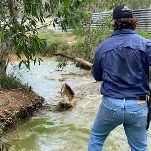 Amazing Crocodile🐊🥀#CrocodileLife #animals #foryoupage #following #Crocodile | Wild Movies