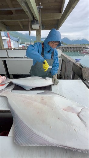 Halibut fillet technique with young 17 yr old Joshua Duong 🐟 Look for him at the fish cleaning tables in Valdez Alaska | Alaska Outdoors Television