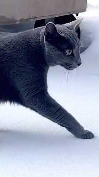 He Discovers Winter for the First Time 😂