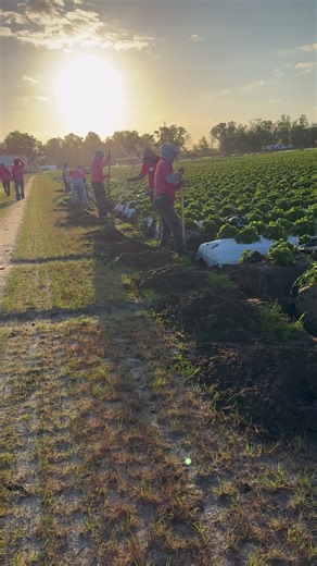 Engaging Fans Through the LIVE Incentive Program