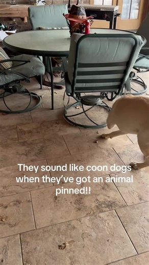 Beaux, Red and CoCeaux trapped a turtle. We have a pond and poor pups swim with the turtles. But don’t let the turtle come to visit them!! #turtle #turtles #visit #Beaux #Red #CoCeaux #labrador #labradorretriever #labpuppy #retreiver #dog #retrieverpuppy