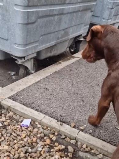 Rollo the Patterdale's Rat Control Expertise