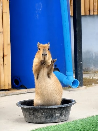 Milkshake on repeat #capybara #caughtoncamera #kohsamui #katseye | Milkshake