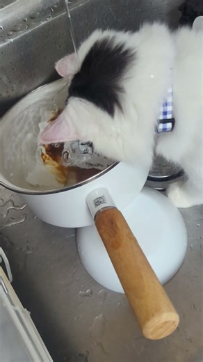 水が気になるらしいガフちゃん