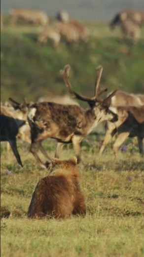 Grizzly vs. Caribou Herd #grizzlies #grizzlybear #naturepbs #wildlife