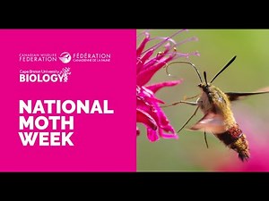 National Moth Week: An Introduction to Mothing and Citizen Science with iNaturalist (Webinar)