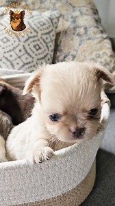 Chihuahuas pelo largo 🥰🥰#chihuahua #chihuahuas #mascotas #perros #cachorros #mascotasfelices | Chihuahua Imperial