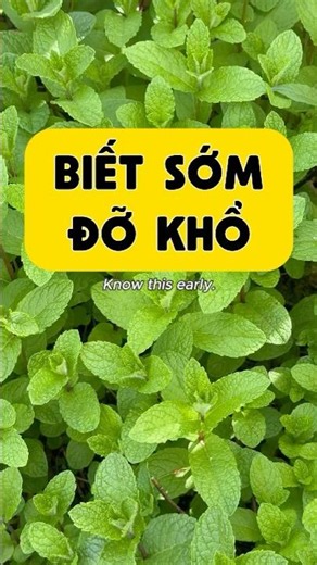 7 loại trà dưỡng sinh ai cũng nên biết | Tea Tips, Healthy Tea