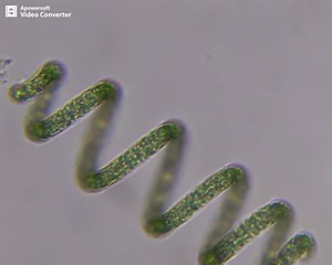 显微镜下螺旋藻