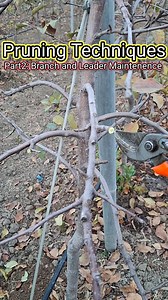 134K views · 2K reactions | Pruning Technique Part 2: Branch and...