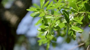 Oak Tree Leaf Blowing Around Wind: стоковое видео (без лицензионных платежей), 1074035999 | Shutterstock
