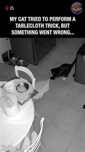 Ghost? Nope. Just My Cat 🐱