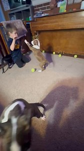 8.3K views · 171 reactions | Some super kid friendly pups looking for their homes!! #gemstones | PA Caring For K-9's | Facebook