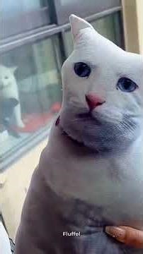 #a #b #c #d #e #f #g #h #i #j #k #l #m #n #ñ #o #p #q #r #s #t #u #v #w #x #y #z #cat #cats #catlove