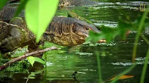 941K views · 1.9K shares | These enormous lizards live in the tropical forests of Southeast Asia. | National Geographic | Facebook