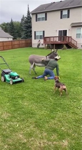 **Homeowner Fends Off Donkey Attacking Gardener 🏡🫏 #CCTVFootage #DonkeyAttack #HeroicRescue