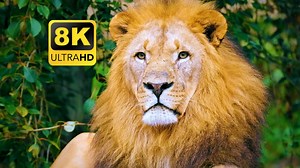 8K UHD 超高清 动物世界1000多种美丽的动物