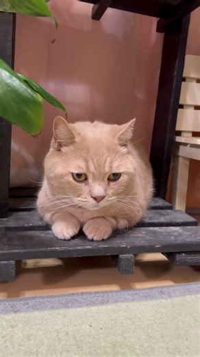 #マンチカン#猫#猫動画＃子猫#ねこ＃猫好き＃かわいい猫#癒しの猫#ねこのいる暮らし#猫のおもしろ動画 #猫のいたずら#猫の癒し#猫のゴロゴロ音#猫のかわいい瞬間#ふわふわ猫