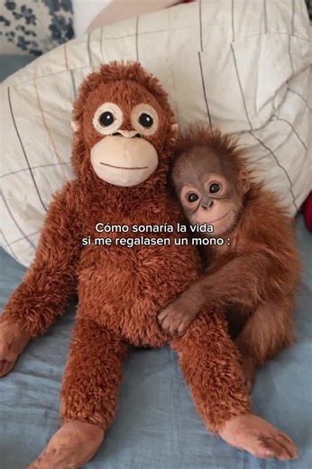 q lindoou 😭 #mono #monito #fupシ #tiktokviral #paratiiiiiiiiiiiiiiiiiiiiiiiiiiiiiii @camm