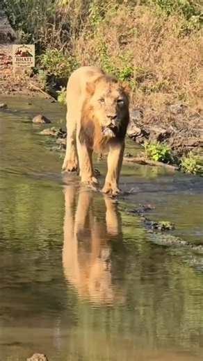 King of the Jungle | Scarface Vibes 👑#lion #scarface #atitude #wildlife #nature #trendingshorts 🔥🦁