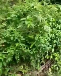 11K views · 106 reactions | Saat anak muda lain asik pacaran. Calon Pemuda sukses di kampung mimin ini tetap berprinsip teguh.. inilah pemuda penerus jack ma..  | Haba Netizen | Facebook