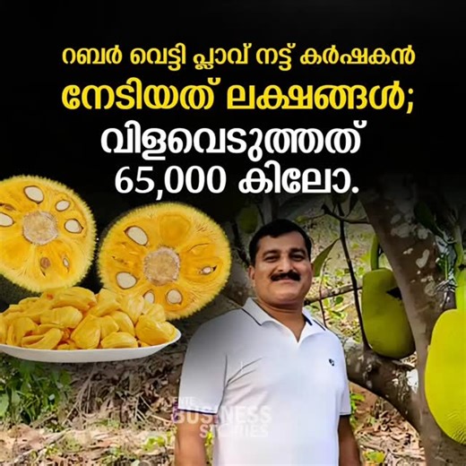 Ente Business Stories on Instagram: "ഒൻപതിനം പ്ലാവുകൾ ഒന്നിച്ചു ഫലമേകുന്ന തോട്ടം! കണ്ണൂർ ചെങ്ങളായിക്കു സമീപം ചേരംകുന്നിലെ നെടുവാലൂർ എസ്‌റ്റേറ്റ് ഇനവൈവിധ്യത്താൽ സമ്പന്നം. റബർ എസ്‌റ്റേറ്റ് പ്ലാവുതോട്ടമായി മാറിയത് 10 വർഷം മുൻപാണ്. 2002ൽ ടാപ്പ് ചെയ്തു തുടങ്ങിയ റബർമരങ്ങൾ 2015ൽ മുറിച്ചു നീക്കാൻ കൊല്ലക്കൊമ്പിൽ ബിജോയ് ജോസിനെ പ്രേരിപ്പിച്ച പല കാരണങ്ങളിൽ ഒന്നു മാത്രമായിരുന്നു വിലത്തകർച്ച. ടാപ്പർമാരുടെ നോട്ടക്കുറവു മൂലം തോട്ടത്തിന്റെ ഉൽപാദനക്ഷമത കുത്തനെ ഇടിയുകയും ചെയ്തോടെ റബർകൃഷി ഉപേക്ഷിച്ചു. പണിയും തൊഴിലാ