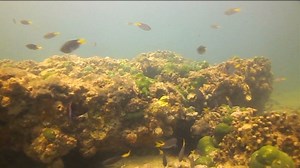 Saving Pakistan's coral reefs