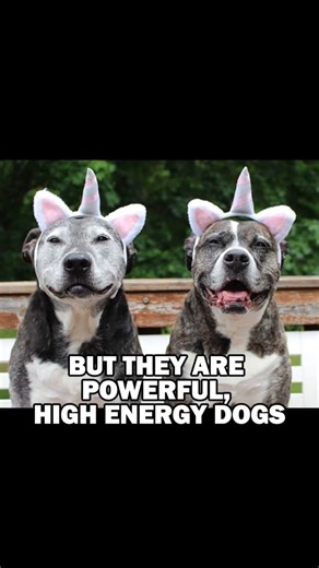 The Truth About Pit Bulls — Myths vs Reality🐶