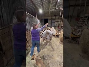 Packing on Roly the “Donkey”