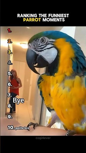 🦜Ranking The Funniest Parrot Moments! 🦜