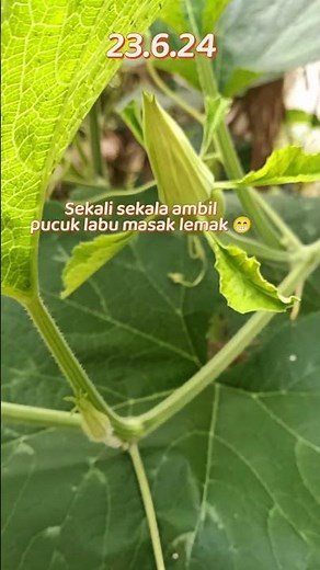 Projek Tanam Labu Di Rumah: Bunga Dah Muncul! | Homegrown Garden Vlog