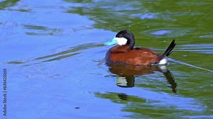 Capture of Ruddy Ducks in spring at Edmonton's lake. Watch male and female interact, court, feed, and swim. Ideal for nature lovers and bird watchers.