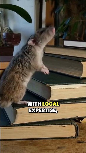 How Do Mice Put Your Health and Safety at Risk Indoors?