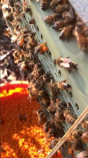 Bees Carrying Pollen Home 🐝 | Hive Life in Action