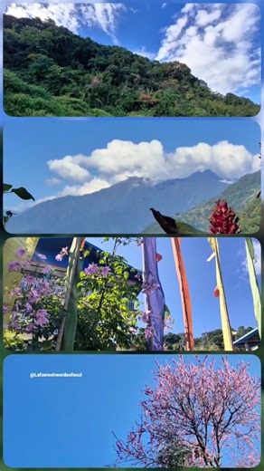 Some Randomness || Nature clips #naturephotography #naturelovers