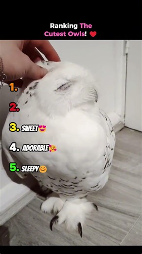 Ranking The Cutest Owls! ♥️ #shorts #owl #owllovers #owls