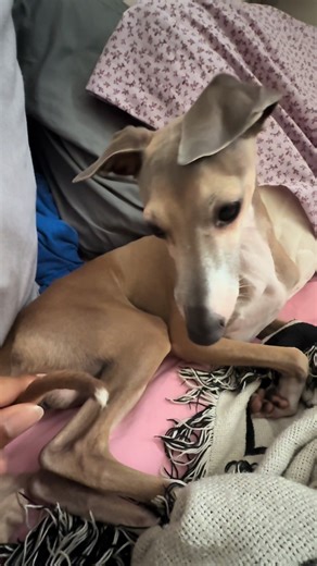 Understanding Italian Greyhound Tail Issues