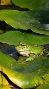 Close-up of a green marsh frog with huge golden eyes sitting in the water among waterlily leaves. Slow motion of an aquatic animal in the garden pond. Summer wildlife, perfect camouflage or mimicry.