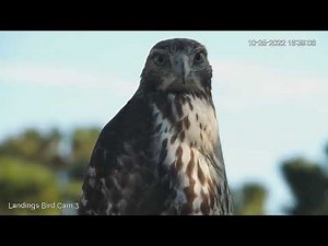 Young Red-tailed Hawk Poses For Cam In Georgia! – Oct. 25, 2022