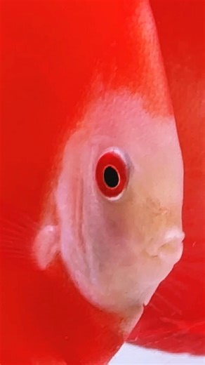 BEAUTIFUL REDS @ Nimish Discus #discus #discusfish #aquarium