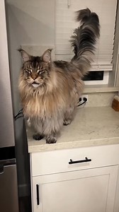 459K views · 10K reactions | Maine coon cat  #fbreels #viralreelsfb #virals #world #wildlife #animals #shorts | Facts Hub | Facebook