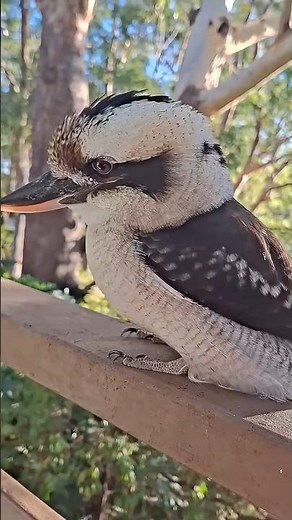 Rare close-up of an Australian Kookaburra #kookaburra #wildlife #birdwatching