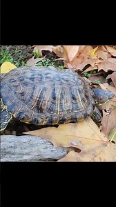 Simon the Tortoise is thrilled with his walk! Like Pets