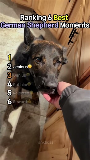 Ranking 6 Best German Shepherd Moments