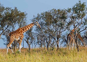 21 Facts About Rothschild's Giraffe: Part of the Nubian Giraffe Subspecies | Storyteller Travel