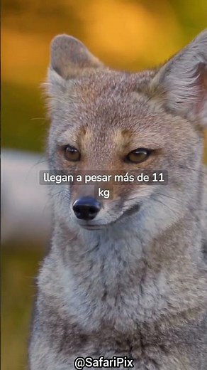 Surprising secrets and curiosities about foxes