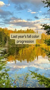 Do you remember…what fall color was like last year? 🍂✨ We love sharing these color progression videos with you! Fall colors were late last year, but when they finally showed up, they SHOWED UP. It was so fun to watch the map turn from yellow to orange to red, and to see your photos correspond to the map so perfectly! We can't wait for what this year has in store for us 🤩 Follow along with us at mndnr.gov/fallcolors 🍁 #mnstateparks #fallcolors | Minnesota State Parks and Trails